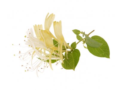 隔夜金银花茶能喝吗 金银花茶隔夜可饮用吗？