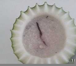 冬虫夏草乌鸡粥