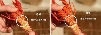 怎么吃小龙虾剥法图解 小龙虾剥皮图解：正确吃法示意图