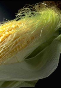 简单介绍玉米须的功效与作用 玉米须的功效与作用简介