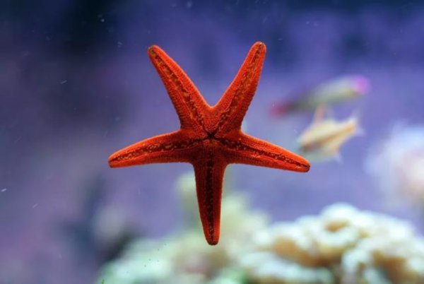海洋中的海星有几只脚正确答案