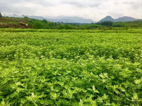 中国三大艾草产地是哪三个 其中最出名的是湖北蕲春的蕲艾