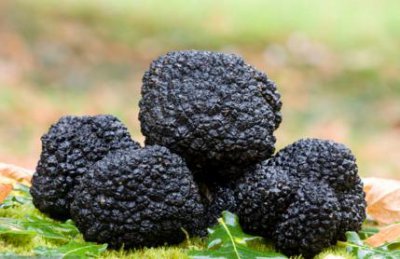 黑松露属于什么食材类型 黑松露是什么菌类