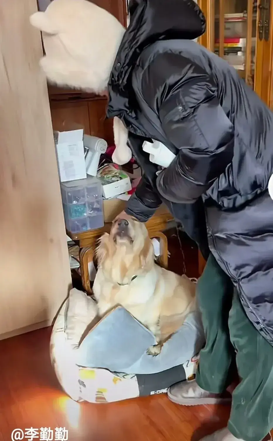 演员李勤勤（S-Y）周海媚爱犬