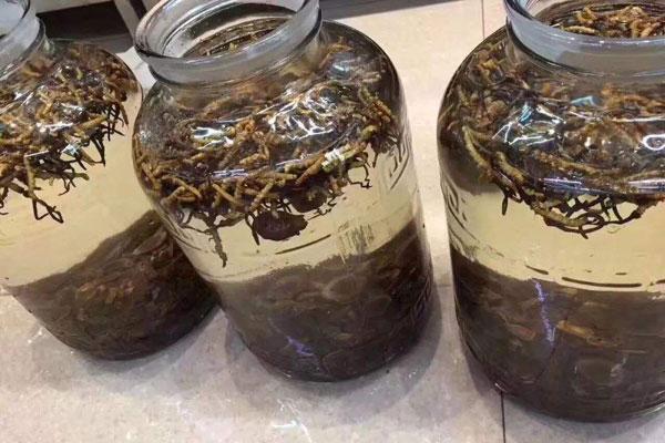 一斤酒泡几根虫草，泡多久合适