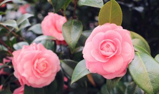 大门口合适种什么花 大门口合适种哪些花