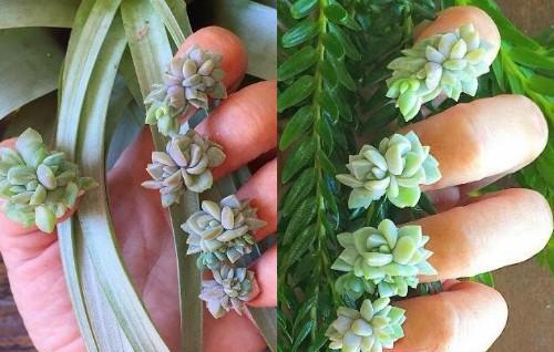 萌趣多肉植物美甲—你指尖上的精灵贴片