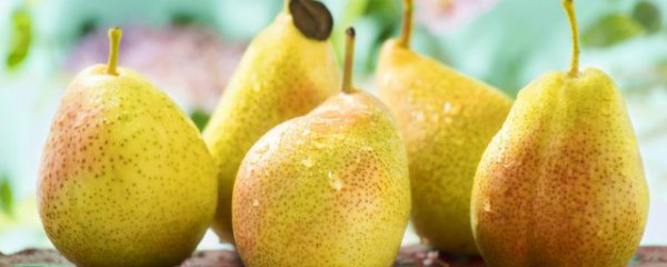 自制秋梨膏的做法