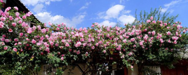 爬藤月季花怎么养