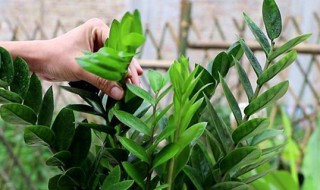 新买的金钱树如何换盆 怎么给新买的金钱树换盆