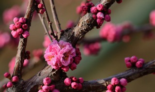 干枝梅的养殖方法家庭 干枝梅怎么养 如何养干枝梅