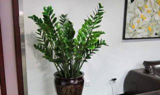 金钱树怎么栽培 栽培金钱树的技巧