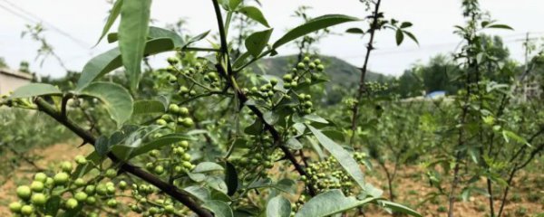 花椒树怎样修剪多挂果
