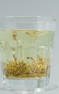 哪些人不能喝金银花茶 给金银花茶加搭配效果更棒