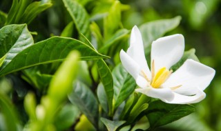 栀子花移栽注意事项 移栽栀子花有什么注意事项