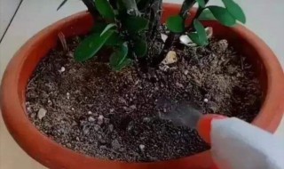 花盆里有好多白虫怎么办 花盆里有白色的虫子应该怎么办