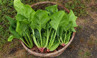 法式菠菜鹹派的做法 法式菠菜火腿松子咸派怎么做