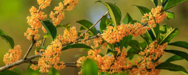 桂花采摘和保存方法