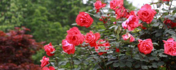 什么花四季开花又好养