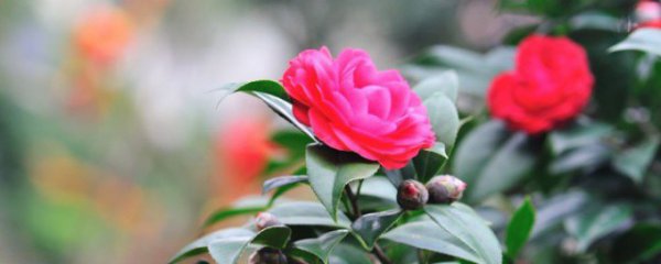 茶花树的养殖方法和注意