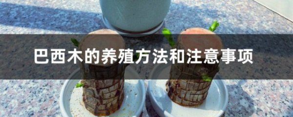巴西木的养殖方法和注意事项木