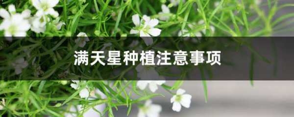 满天星种植注意事项