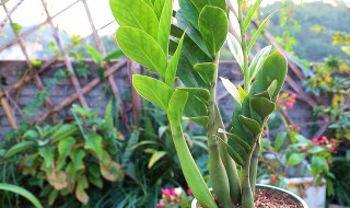 怎样养殖金钱树 金钱树的养护和注意事项