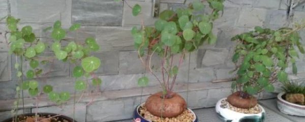 山乌龟的种植方法怎么养护
