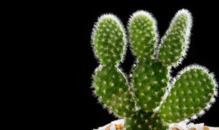 家里不能种带刺的 阳台上可以放带刺的植物吗
