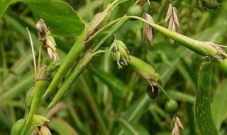 薏米怎么种 薏米的种植方法