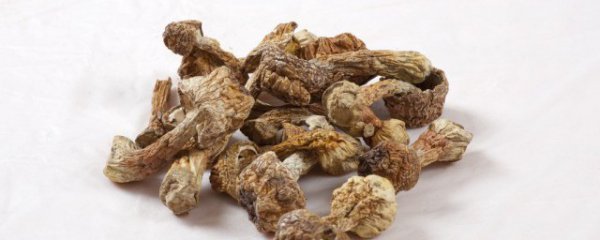 干松茸的做法大全禁忌