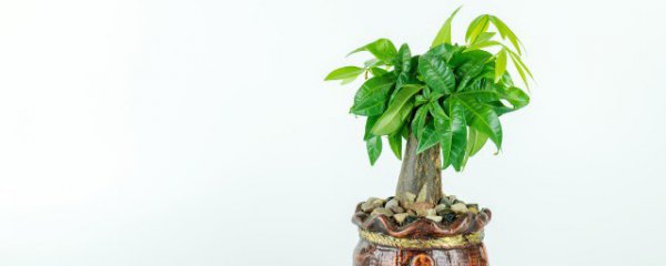 水培发财树徒长是怎么回事