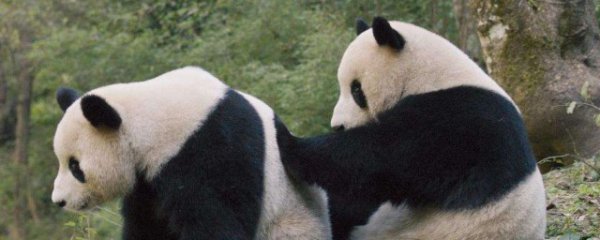 野生大熊猫只有中国才有吗