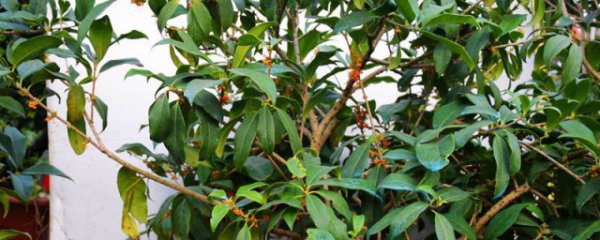 室内盆栽桂花选择什么品种最好