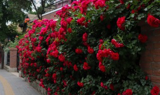 红木香怎么养 红木香好还是黄木香好