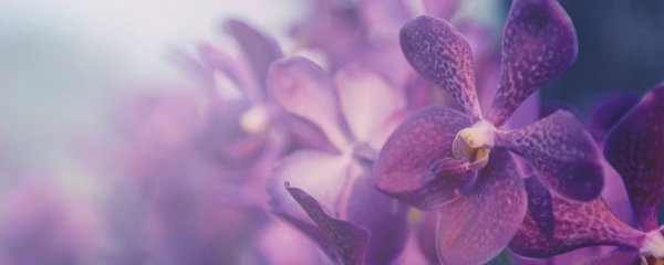 矮种兰花怎么养殖方法