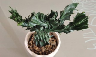 家里养麒麟掌的忌讳 麒麟掌怎么养长得快又旺盛