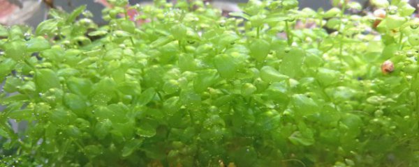 珍珠草怎么养殖方法