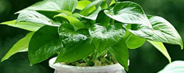 绿钻花怎么水培养殖方法
