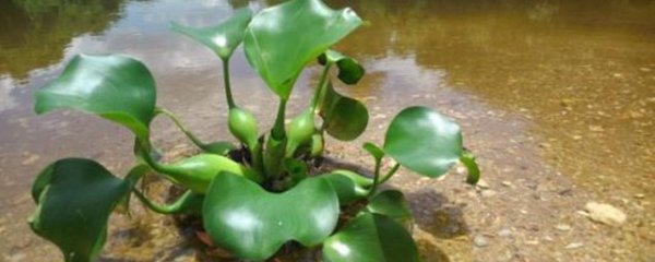 水培水葫芦怎么养护