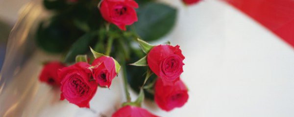玫瑰花苗怎么修剪方法
