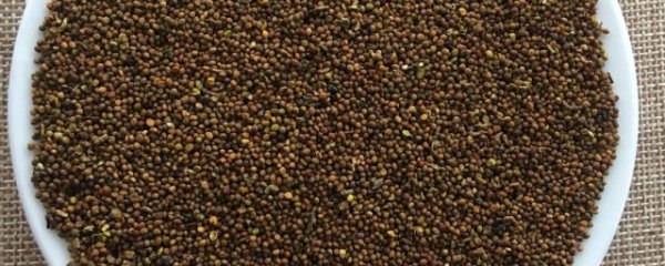 菟丝子的食用方法