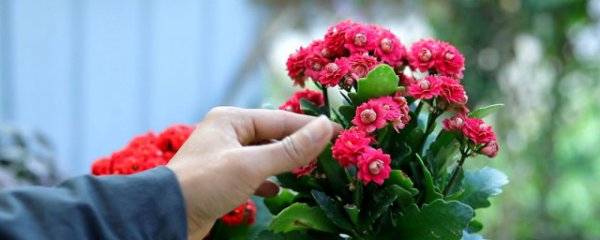 夏季怎么养长寿花越夏简单