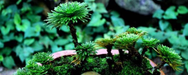 九死还魂草怎么养殖茂盛