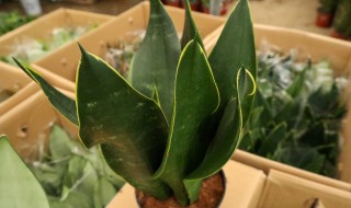 植物虎皮兰怎么养殖 虎皮兰怎么养护加速生长