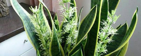 虎尾兰养殖方法