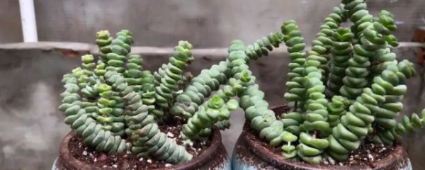 多肉钱串养殖方法