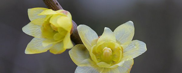 腊梅养殖方法
