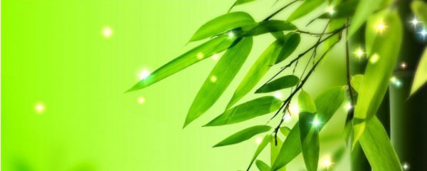 竹子养殖方法