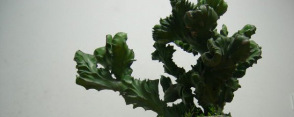 麒麟花卉养殖方法
